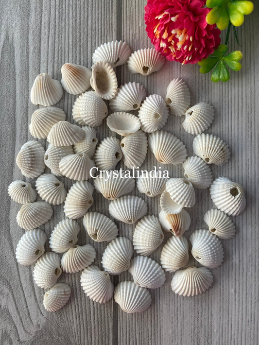 Natural White Shells