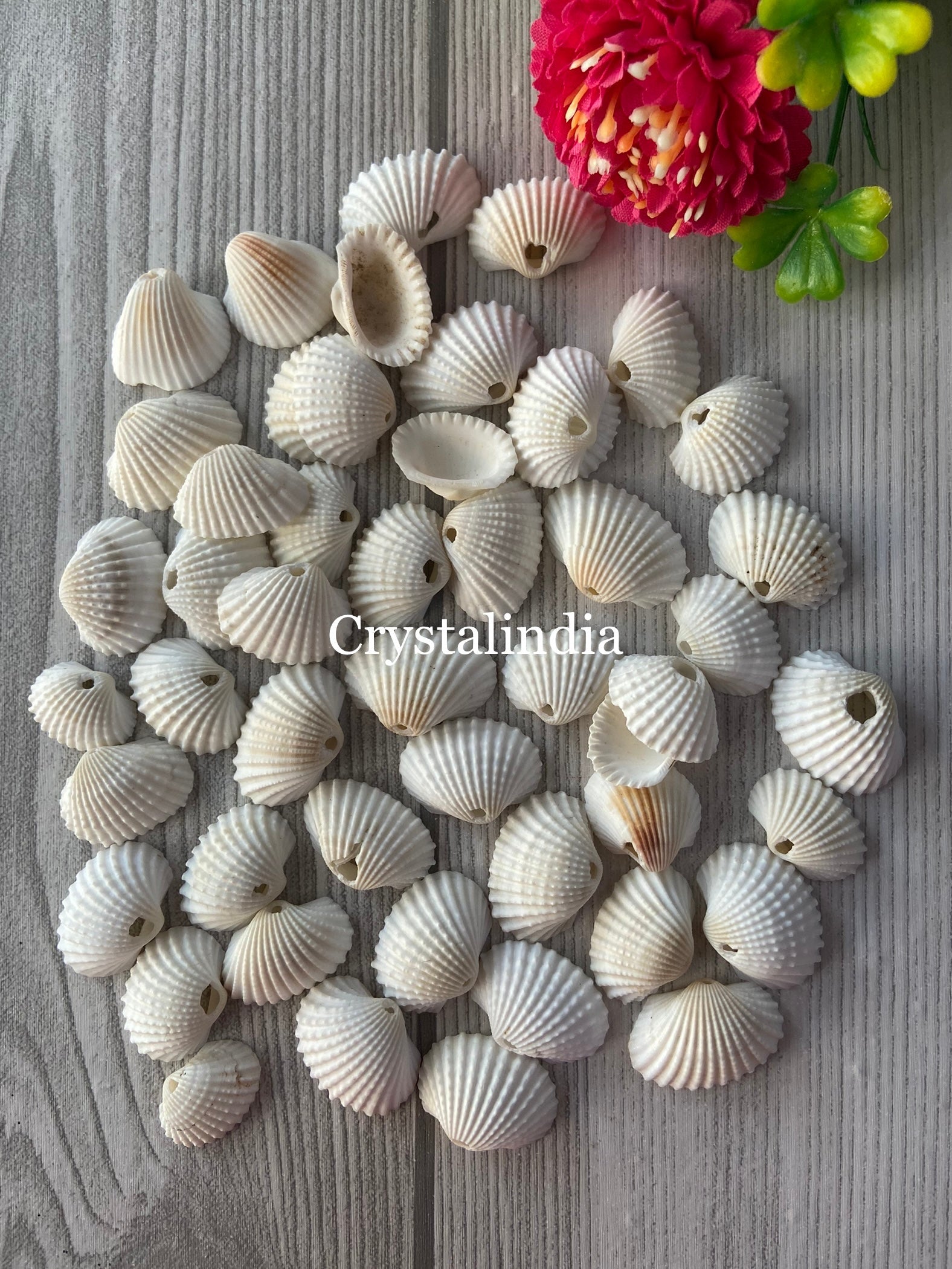 Natural White Shells – CrystalIndia