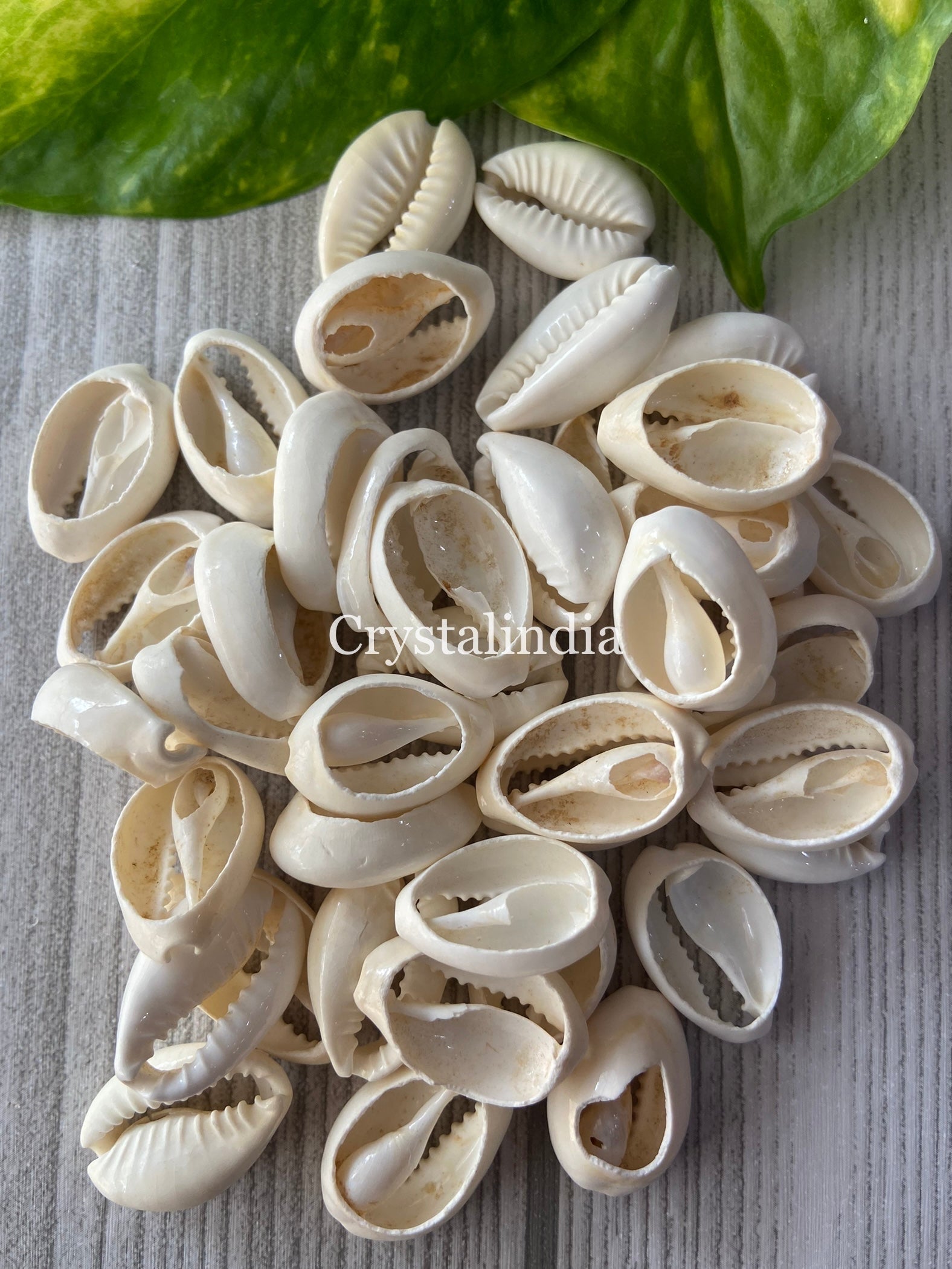 Half Cowrie Shells – CrystalIndia