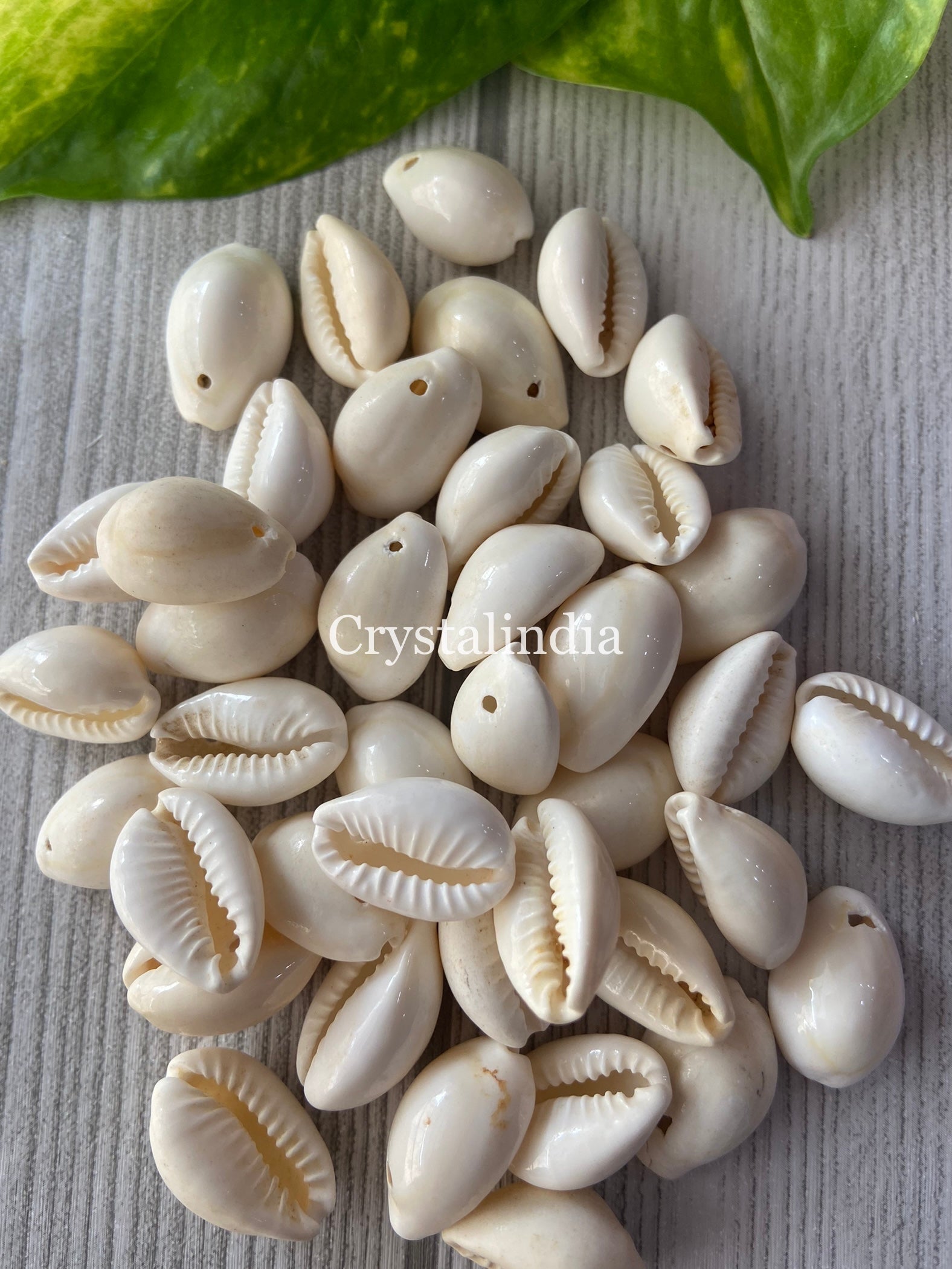 Cowarie Shell Full Cowrie Shells – CrystalIndia
